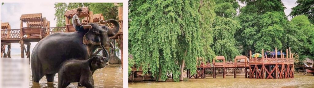 Why You Should Visit the Elephant Camp in Bagan
