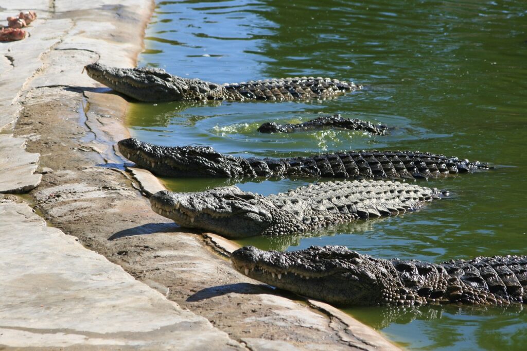 Bangkok to Damnoensaduak Floating Market & Crocodile Farm: A Full-Day Adventure