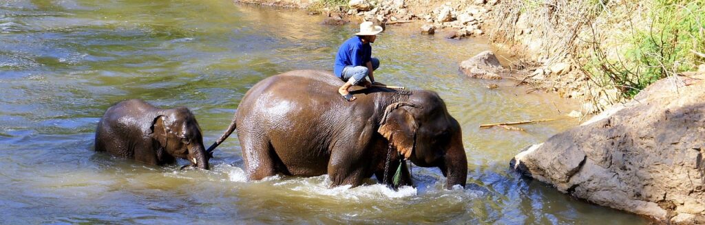 Bangkok to Damnoen Saduak Floating Market and Elephant Ride: A Day of Authentic Thai Adventures