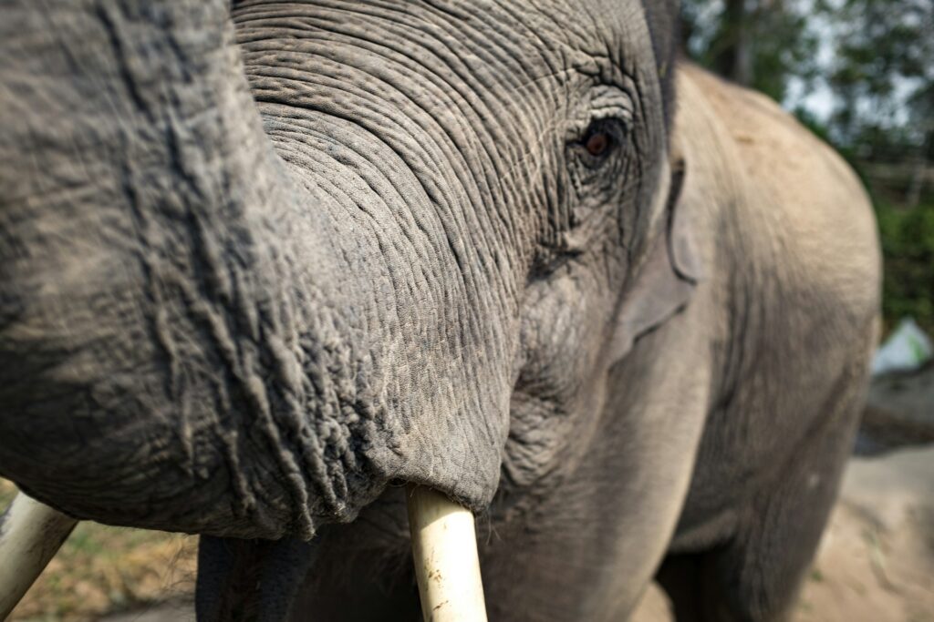 “Up-Close with Elephants:Elephant Camp Half Day Adventure”