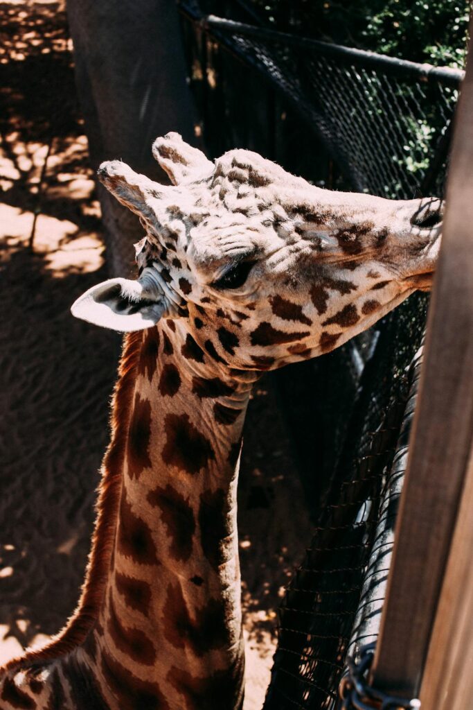 Bangkok Safari World Tour: A Thrilling Wildlife Adventure