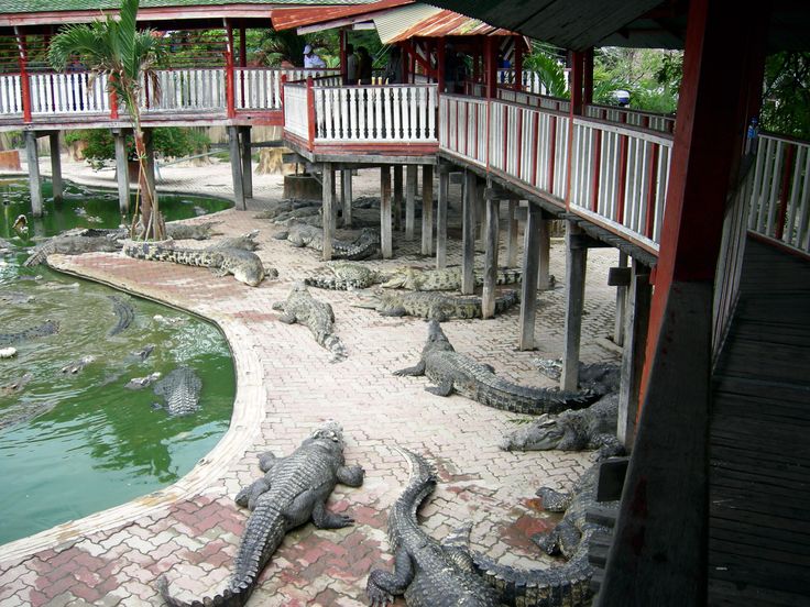 BKK013: “Wonders of the Water & Wild” — Risky Train, Floating Market & Crocodile Farm Full-Day Adventure